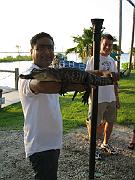 Black Hammock 048